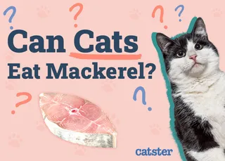 Can Cats Eat Mackerel? Precautions & Advice