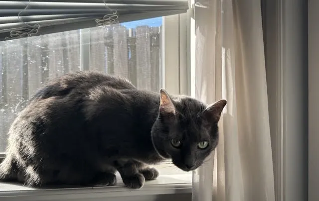 The Vocal Talents of Cats: Olga’s Repertoire of Sounds (with Video)