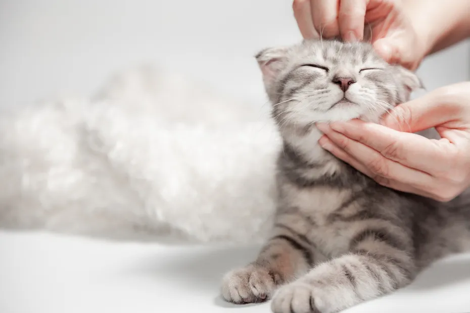 Happy Scottish fold cat sleeping by owner stroking hand grip at