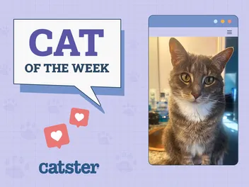 Catster Photo Contest: Cats of the Week Winners (September 4, 2025)