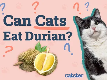 Can Cats Eat Durian? Vet Approved Facts & FAQ
