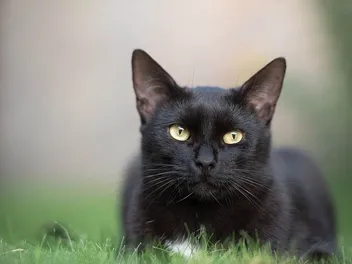 History of Black Cats: A Look at Their Past