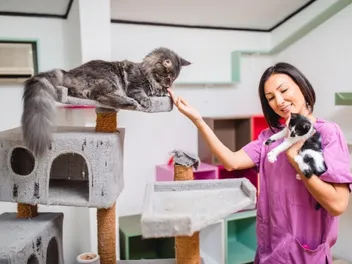 What’s the Price of Cat Boarding in 2026? Costs & FAQ