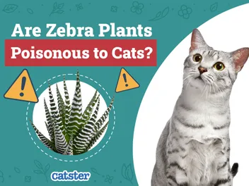 Are Zebra Plants (Haworthia) Poisonous to Cats? Vet-Reviewed Houseplants Examined