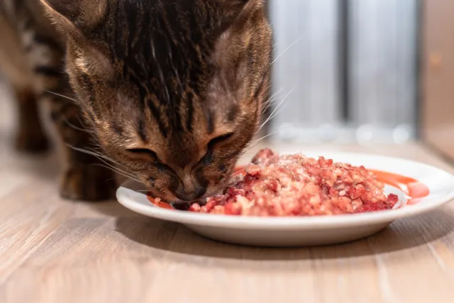 Rad Cat Raw Food Diet - Are They Still in Business? Facts, Recalls & FAQ