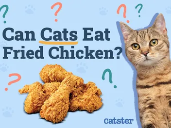 Can Cats Eat Fried Chicken? Vet-Reviewed Risks & FAQ