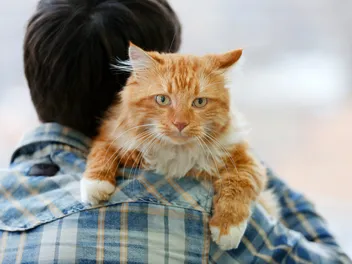 5 Vet-Reviewed Reasons Why Your Cat Won't Leave You Alone