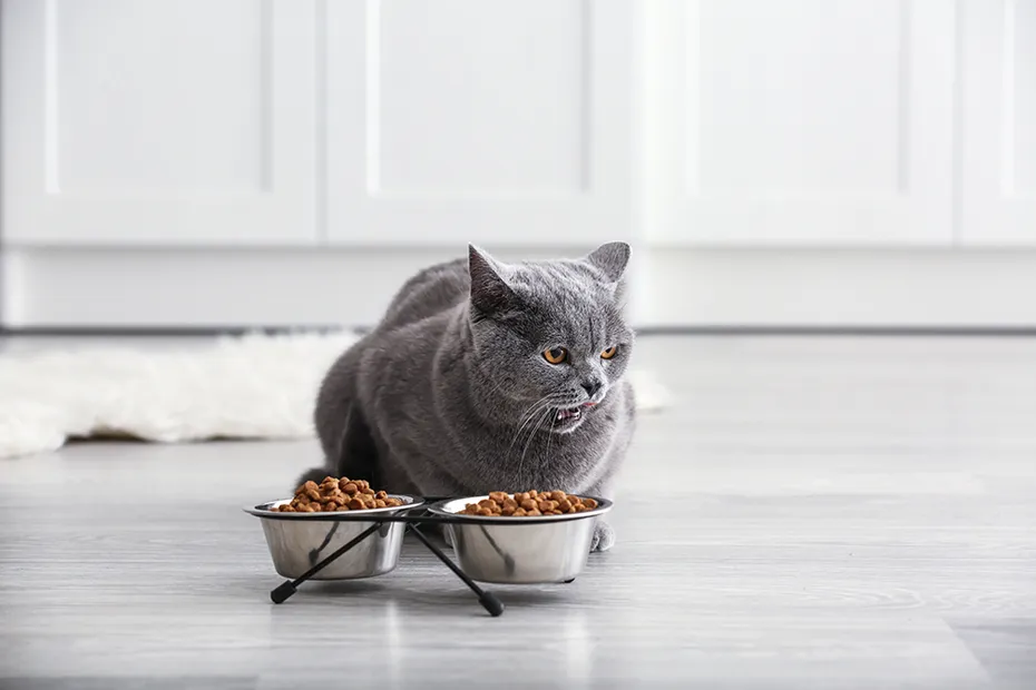 cat eating from metal bowls at home