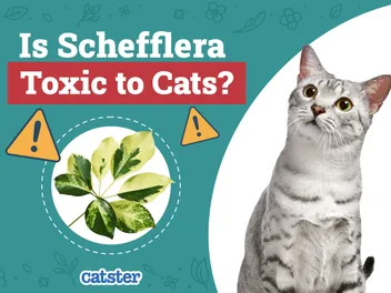 Is Schefflera Toxic to Cats? Vet-Verified Facts & Safety Guide