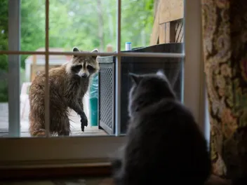 Can Cats and Raccoons Mate? Vet-Reviewed Facts & FAQ