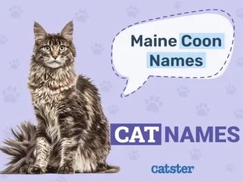200 Maine Coon Cat Names: Great Ideas for Your Big Cat