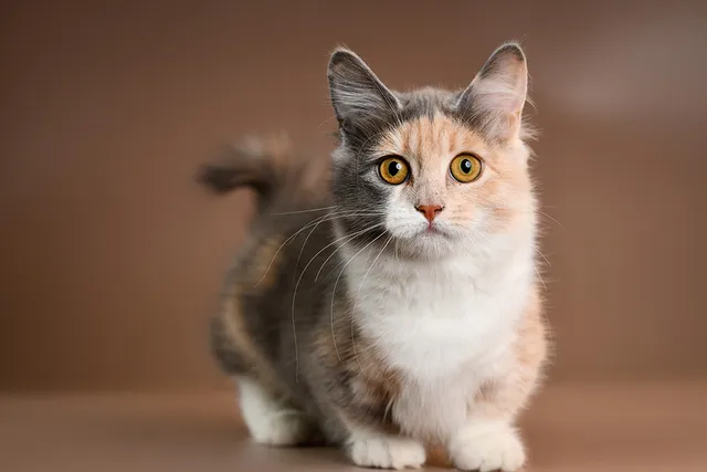 Munchkin Cat Breed Info: Pictures, Temperament & Traits