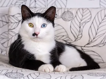 How Much Do Tuxedo Cats Cost? 2026 Price Guide