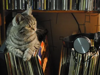 Songs About Cats: Catster’s Top 20 Kitty Tracks in 2026