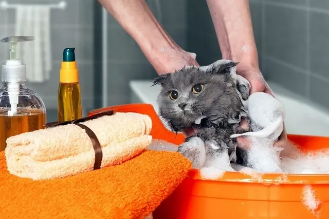 How Often Do I Need to Bathe My Cat? Facts & 7 Vet-Approved Reasons Why