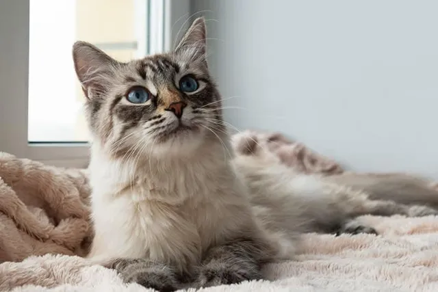 What Is a Cat Scent Soaker? Pros, Cons & FAQ