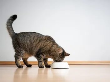 10 Best Low-Carb Cat Foods of 2026 - Reviews & Top Picks