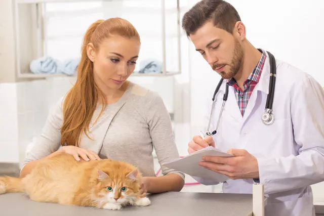 Polycystic Kidney Disease in Cats: Our Vet Explains the Signs, Causes & Treatment