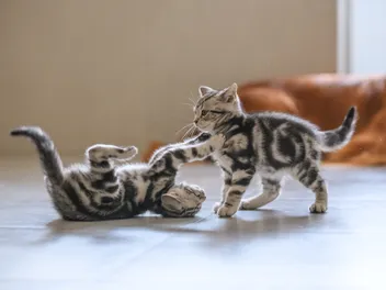 The Kitten Clues That Tell You Exactly How Old They Are
