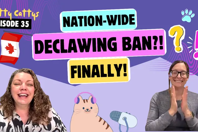 Chatting About Declawing Law Changes, Vegan Cats, and Pre-Internet Rumors | Chatty Cattys, Episode 35