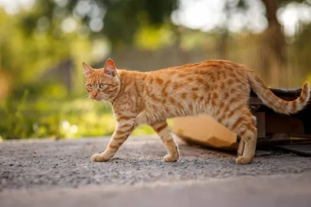 What Is a Digitigrade? Our Vet Explains Cat Locomotion