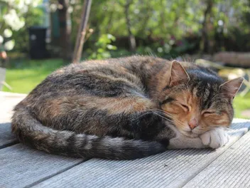 Why Do Cats Sleep So Much? 6 Vet-Approved Reasons