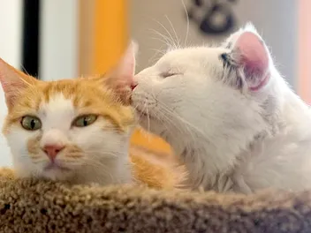 2 Cats in China Are Rescued From the Meat Trade