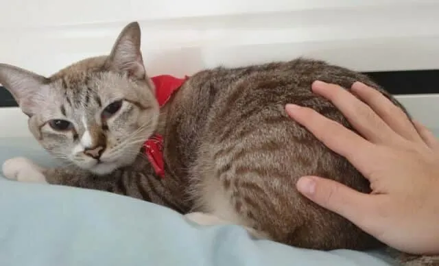 Why Do Cats Like Their Butt Patted? 7 Vet-Reviewed Reasons