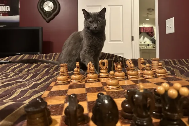 Telepathic Communication With Your Cat: How Olga Anticipates My Actions