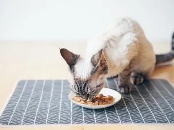 Do Cats Poop Less on Wet Food? 3 Ways to Get Your Cat to Poop Less