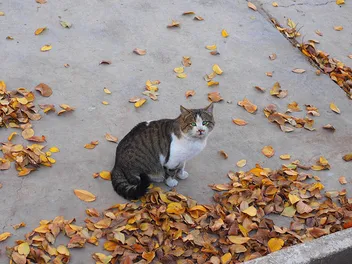 What Does Feral Cat Poop Look Like? Fecal Identification Guide