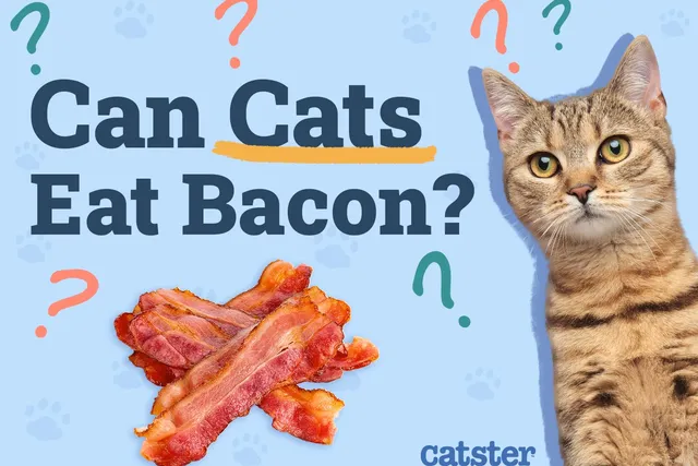 Can Cats Eat Bacon? Vet-Reviewed Facts & FAQ