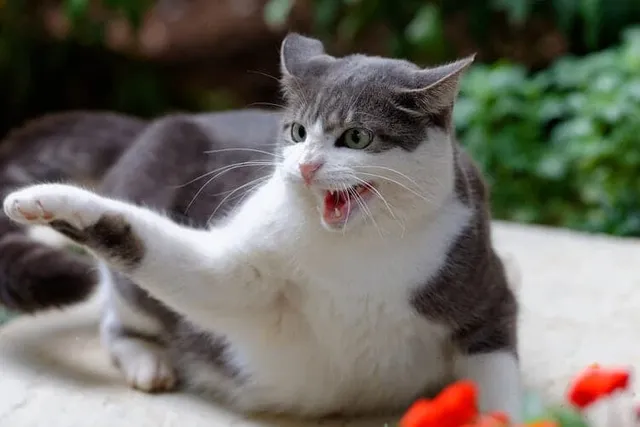Cat Fighting Sounds: With Videos & Body Signals (Vet-Verified)