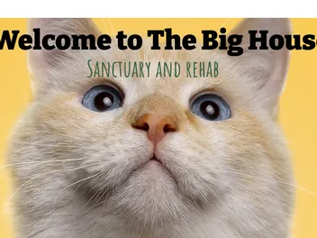 The World's Only Sanctuary for Severely Overweight Cats: The Big House Sanctuary and Rehab | Heroes of the Pet World