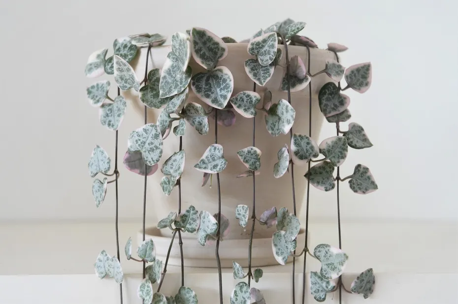 String of hearts houseplant