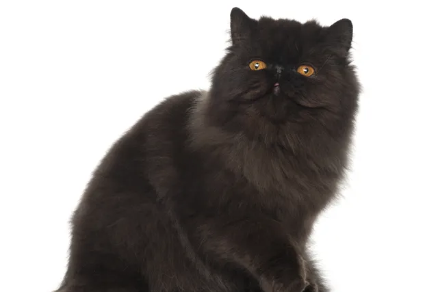 Black Persian Cat: Info, Pictures, Facts & History