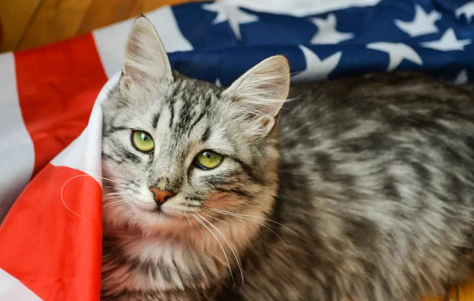 grey tabby on American flag, USA