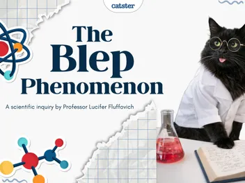 A Scientific Inquiry into the Phenomenon of the “Blep”
