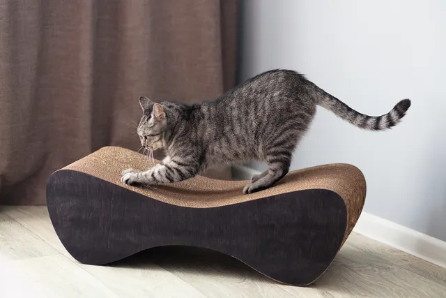 Does a Cat Scratcher Sharpen or Dull Nails? Vet Approved Tips & FAQ