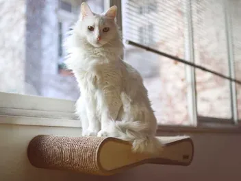 What Kind of Cat Breed Is Marie from The Aristocats? Disney Felines Explained