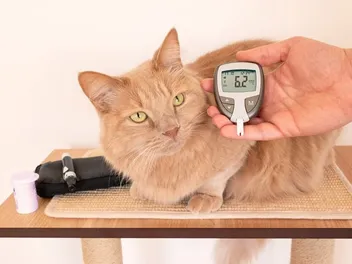 What's the Cost of Cat Insulin in 2026? Vet-Reviewed Price Guide & FAQ