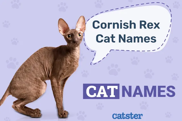 150 Great Names for Cornish Rex Cats: Our Favourite Names For These Beauties