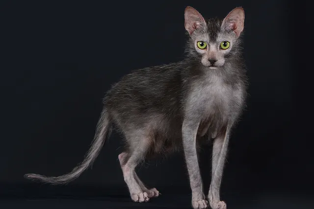 How Much Does It Cost to Own a Lykoi Cat? 2026 Price Guide