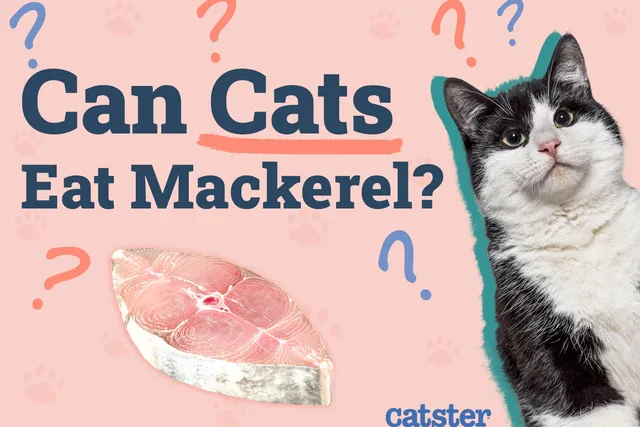 Can Cats Eat Mackerel? Precautions & Advice
