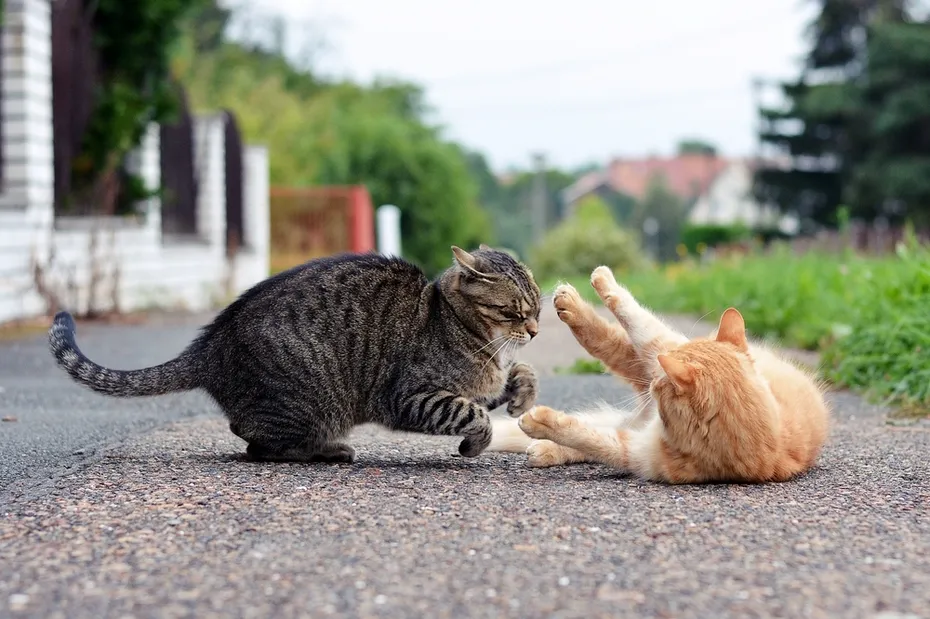 Two-cats-playing-outdoor