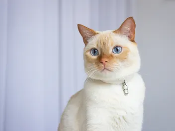 Flame Point Siamese Cat Breed: Vet-Verified Info, Pictures, Care Guide & More
