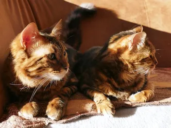 6 Amazing DIY Cat Cooling Pads You Can Create at Home (With Pictures)