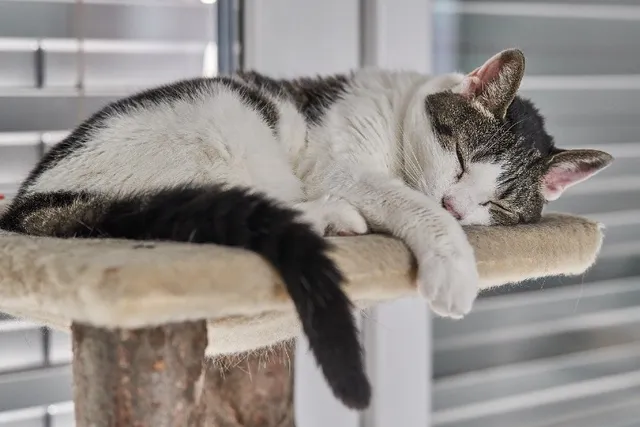 Can Cats Have Nightmares or Bad Dreams? Vet-Reviewed Info