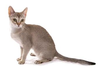 Singapura Cat Breed Info: Pictures, Traits & Facts
