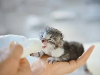 How to Bottle Feed a Kitten: Vet-Approved Tips & Feeding Chart (With Video)